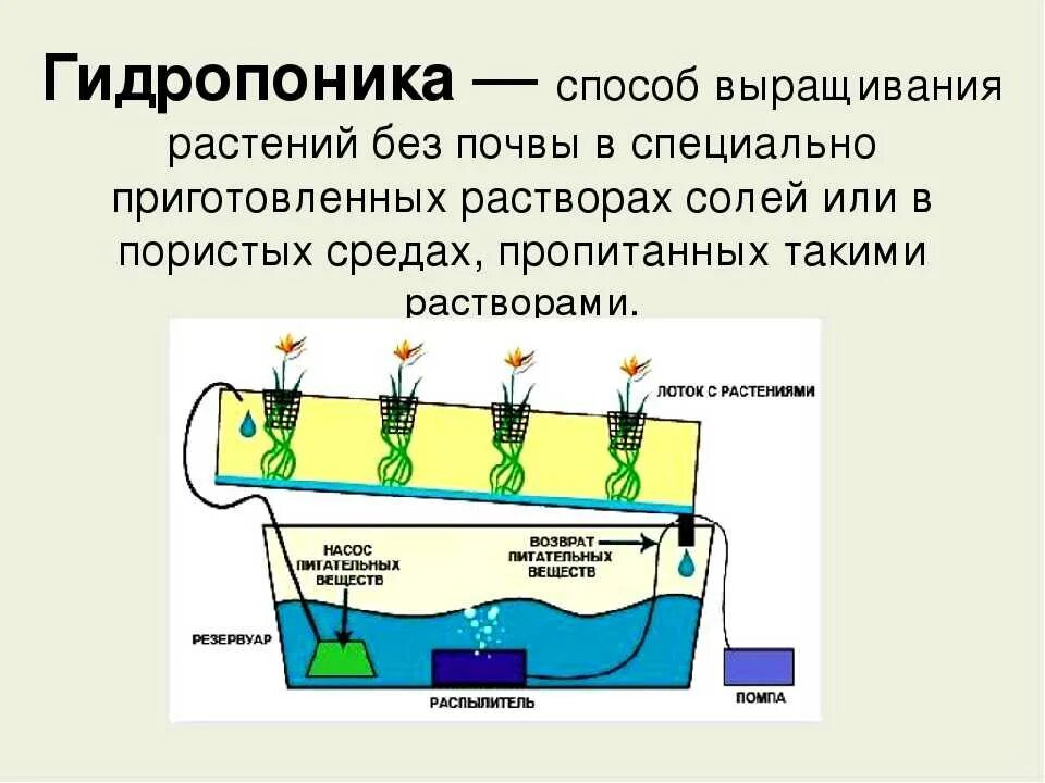 Гидропонный метод выращивания цветочных культур. Способ выращивания растений без почвы. Технология выращивания растений без почвы. Гидропонного метода выращивания растений это. Чем вода помогает растениям