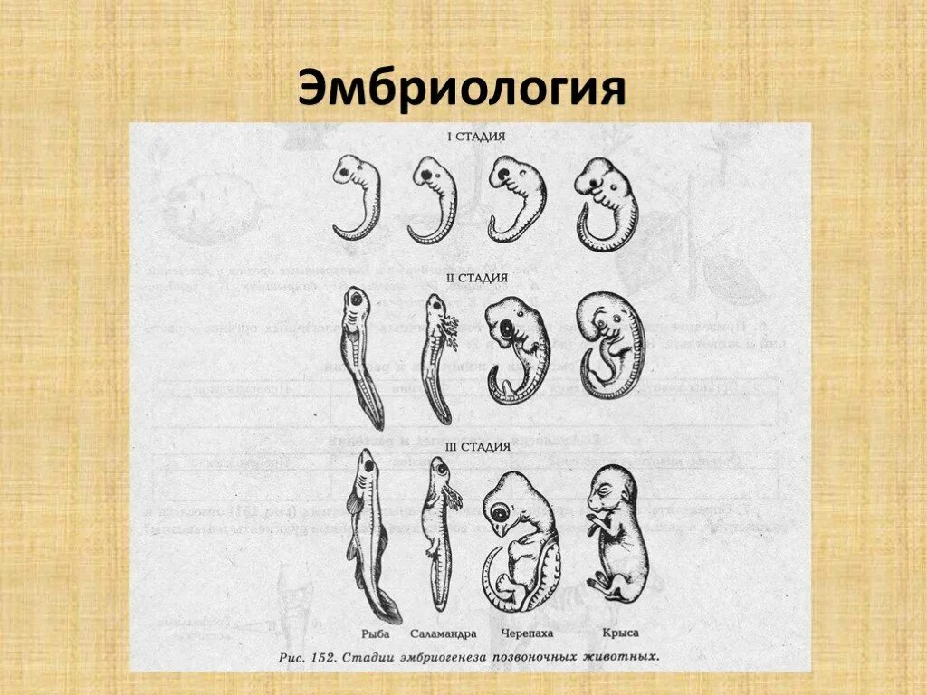 Эмбриология примеры. Эмбриология и эмбриогенез. эмбриогенез животных. эмбриология позвоночных животных. зародыши позвоночных.