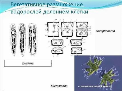 Деление водорослей