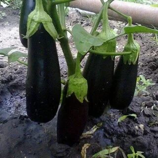 Баклажан алмаз