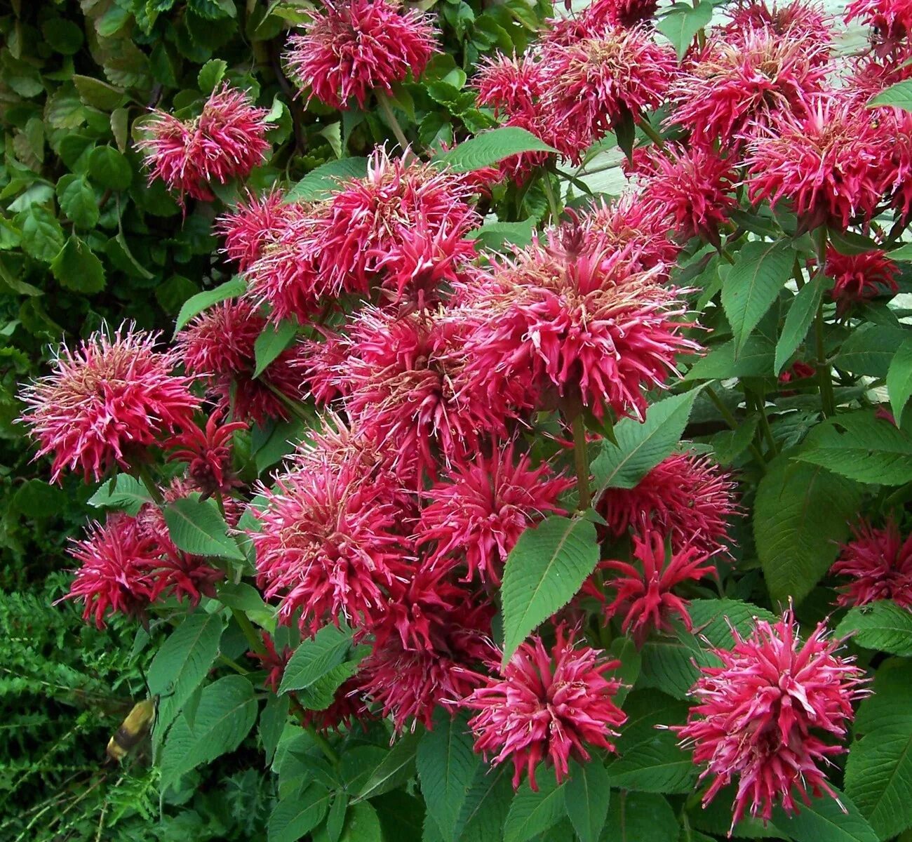 Монарда двойчатая. Монарда дудчатая. Монарда красная. Монарда двойчатая бергамот. Монарда би лив.