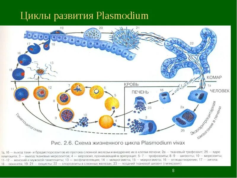 Схема цикла развития плазмодия. Цикл развития Plasmodium Vivax схема. Цикл малярийного плазмодия. Схема развития малярийного плазмодия.