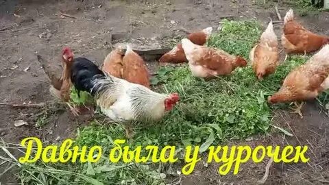 Пенсионеры из москвы в деревню позитиве дзен