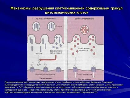 Механизмы повреждения мембран клеток