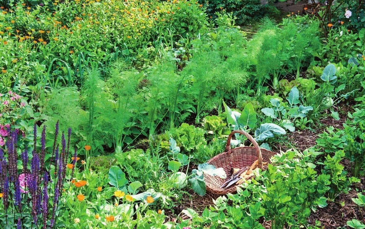 что посадить рядом на грядке. овощи на грядке. совместные посадки овощей. овощи на грядке. совместные посадки овощей.