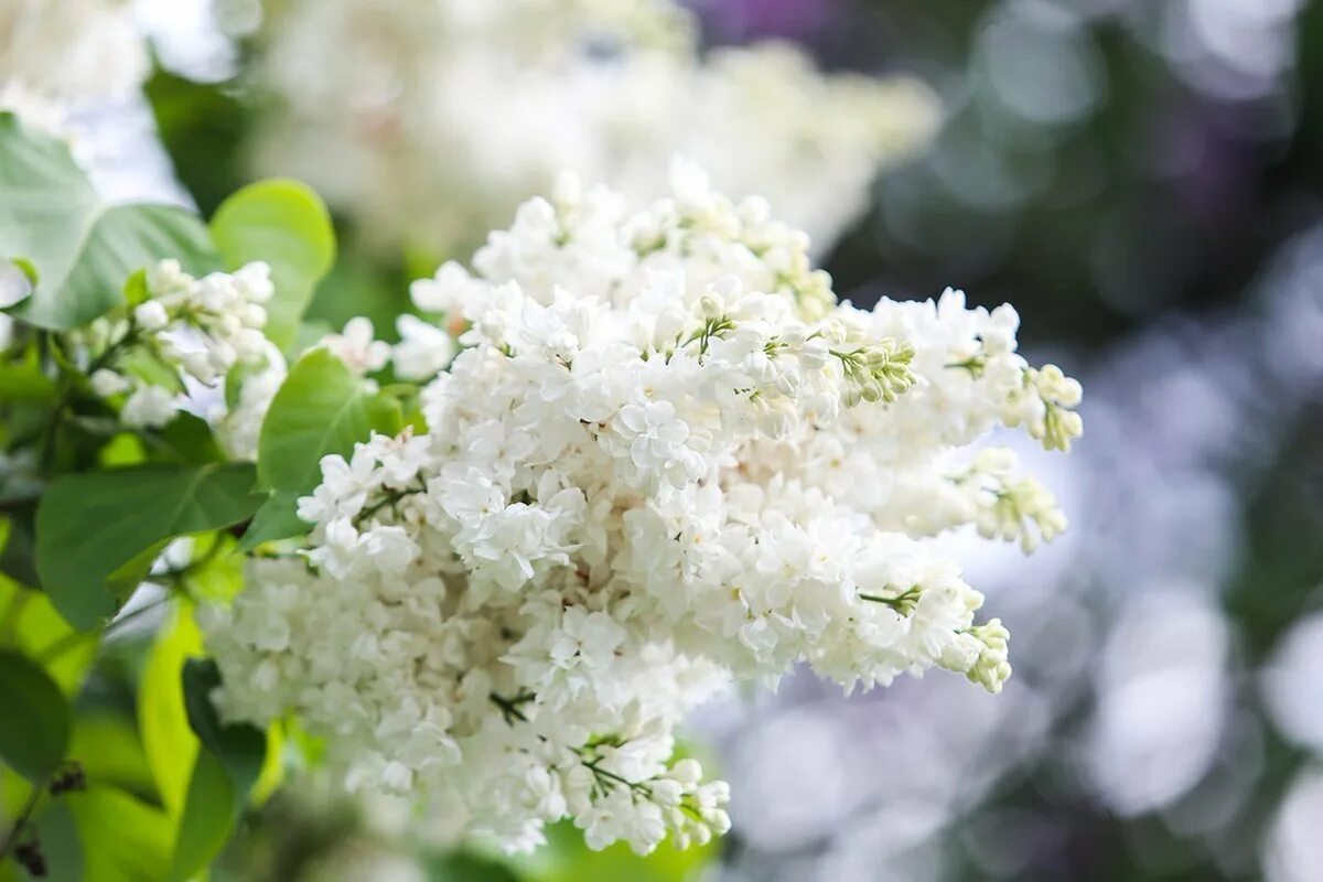 Видеть во сне сирень цветущую. Сирень белая крупноцветковая. сирень примроуз в ландшафтном дизайне. сирень мазаис принцесс белая. сирень белый принц.