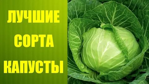 Капуста сорт победа