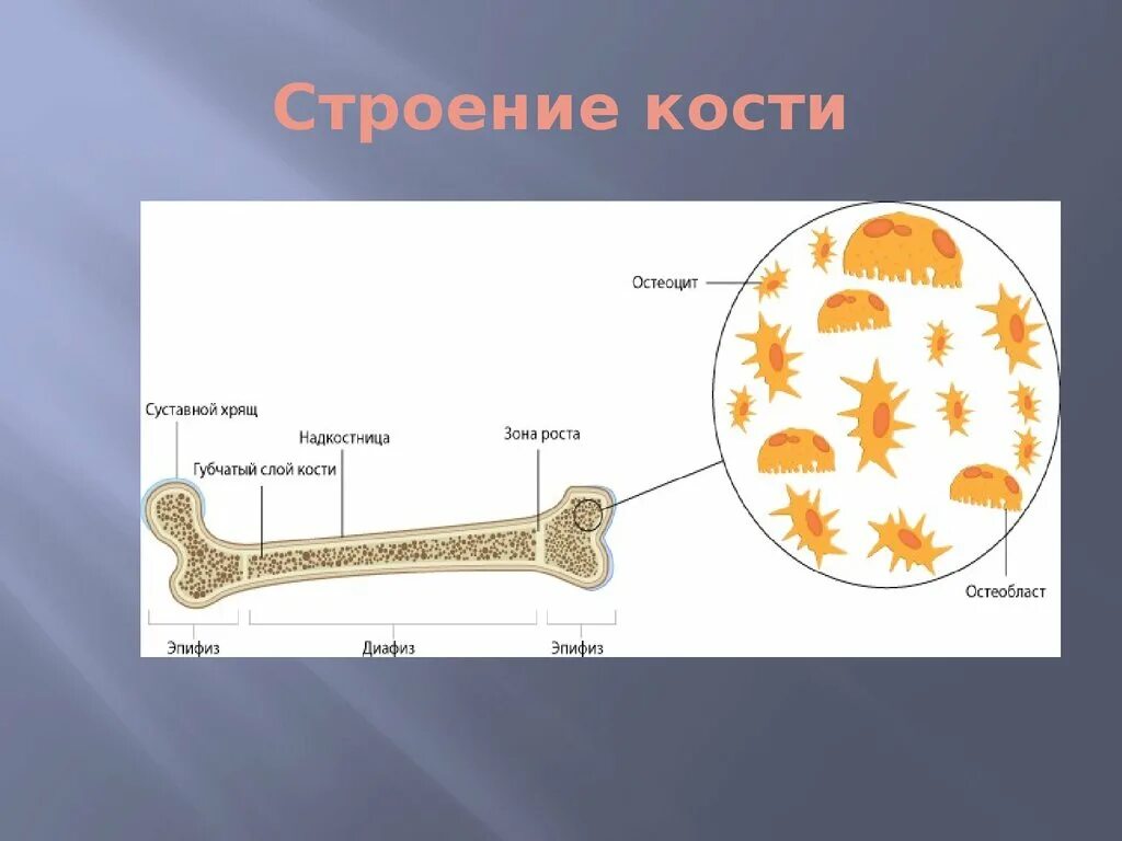 Рост губчатых костей. Кость биология. Строение кости надкостница кость. Строение кости анатомия 9 класс. Выполните рисунок «строение кости»..