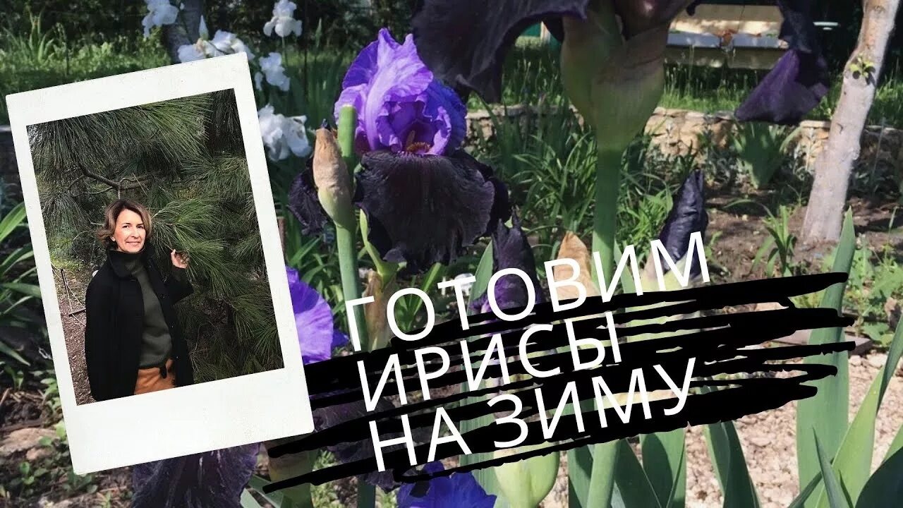Когда обрезают ирисы на зиму в каком. Когда обрезают ирисы на зиму в каком