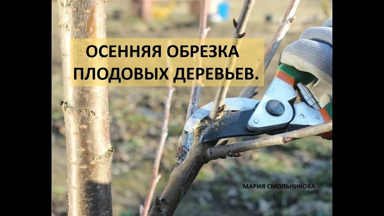 Когда проводить осеннюю обрезку деревьев. Когда проводить осеннюю обрезку деревьев