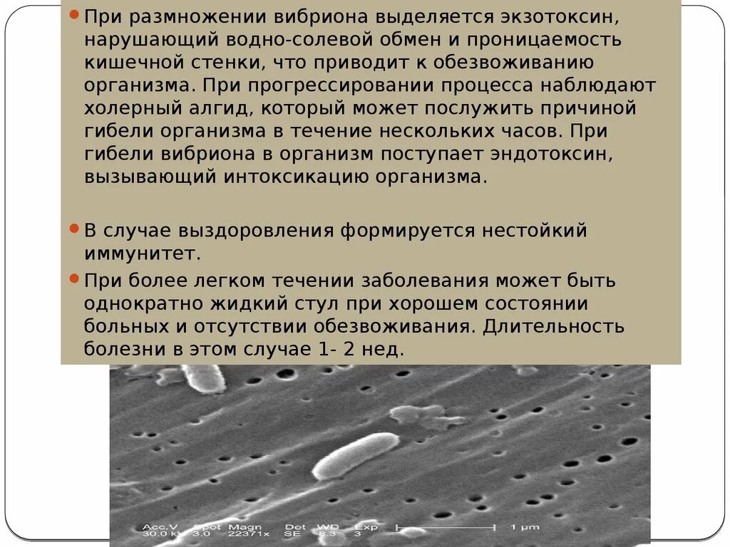 Известно что холерный вибрион вид подвижных. Вибрионы размножение. Холерный вибрион размножается. Холерный вибрион клинические проявления. Заболевания, вызванные бактериями вибрионами.