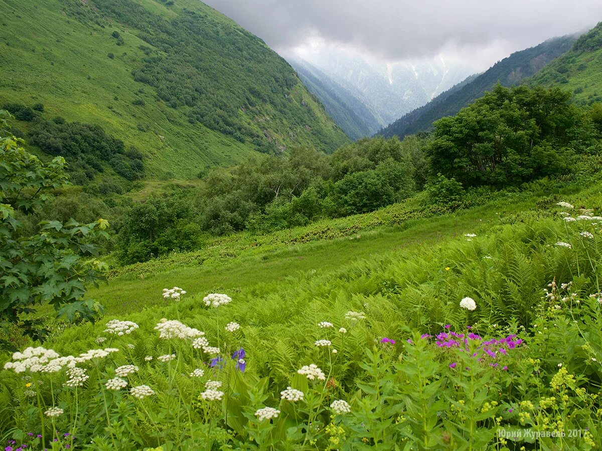 Растительный северного кавказа