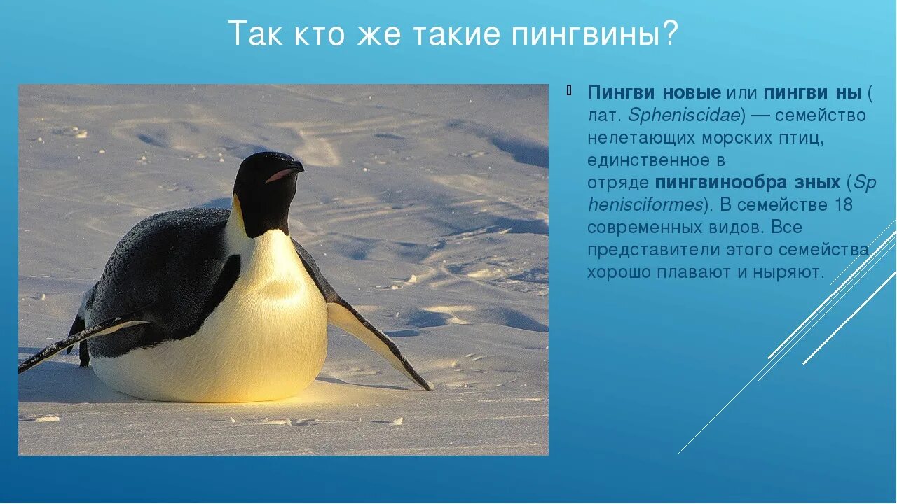 Появление птенцов в колонии пингвинов признак. Образ жизни пингвинов. Пингвин это птица или млекопитающее. Образ жизни пингвинов кратко. Описание пингвина.