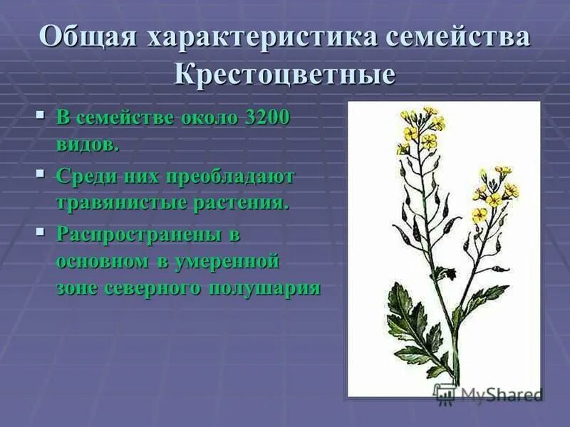Семейство крестоцветные биология 7 класс. Лекарственные растения луга. Значение розоцветных и крестоцветных. Травы семейство растений розоцветных. Таблица семейств крестоцветных и розоцветных.