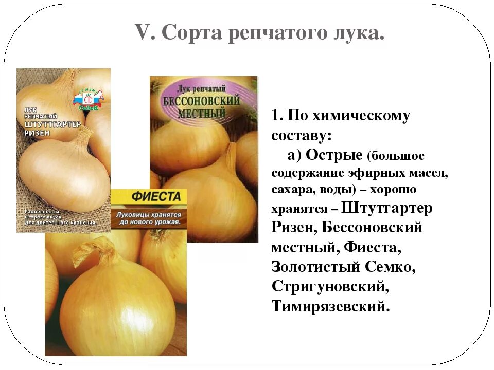 Что содержит лук. Лук репчатый состав.