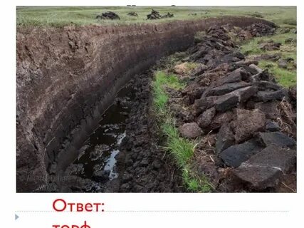 Образуют залежи торфа мхи или папоротники