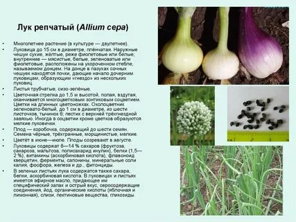 К какому семейству однодольных растений относится чеснок