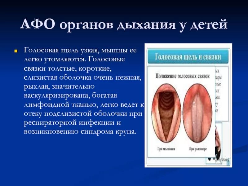 Строение гортани голосообразование. Расположение ложных голосовых связок. Дыхательная щель. Строение голосового аппарата птиц. Дыхательная щель.