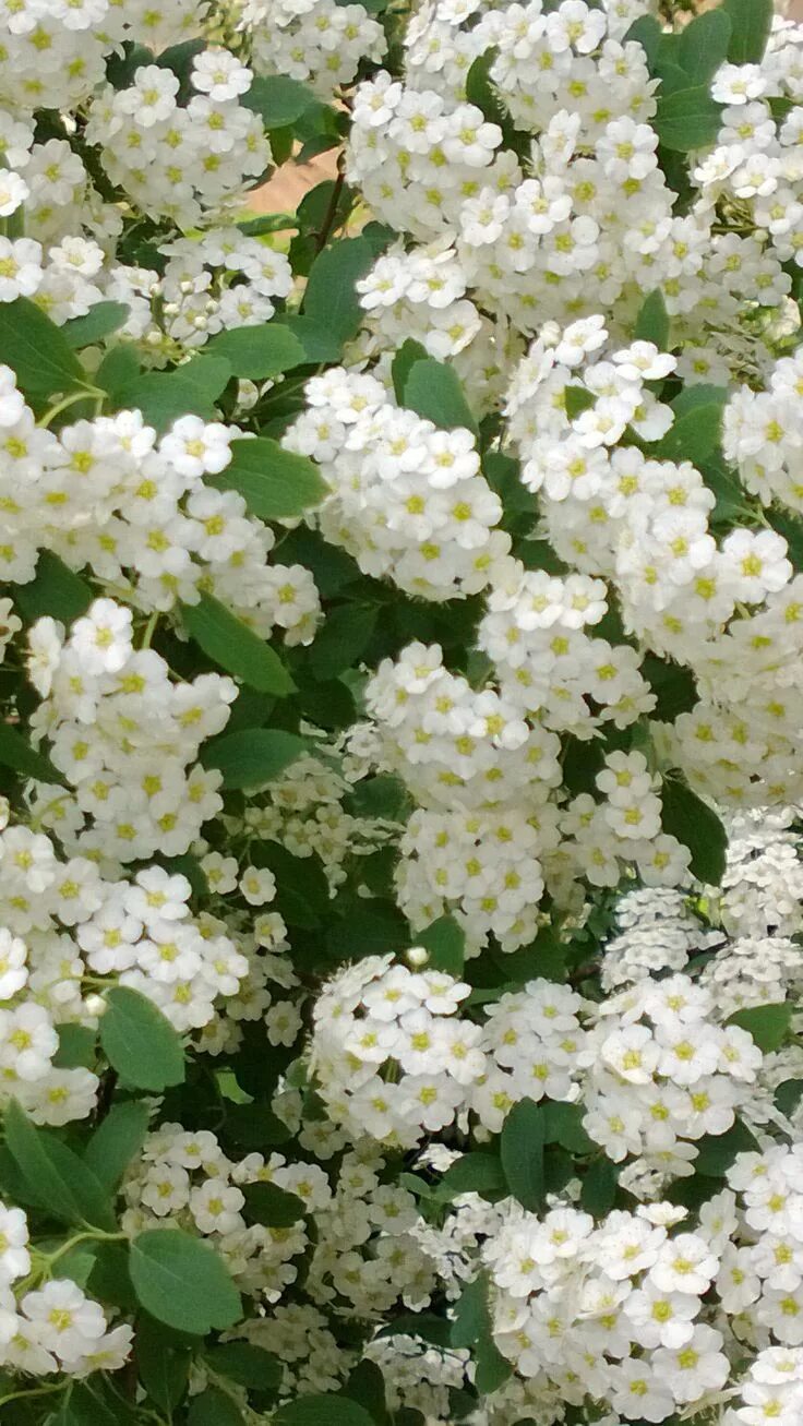 Белые кусты цветут в мае. Кустарник спирея. Спирея махровая белая. Спирея белые цветы. Спирея Весенняя.