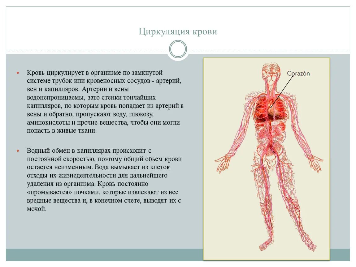 Кровь анатомия и физиология. Кровь человека анатомия. Циркуляция крови в организме. Как циркулирует кровь в организме.
