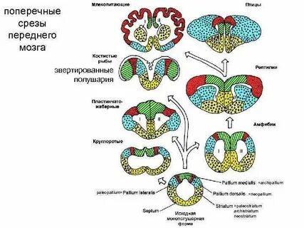 Виды поперечных срезов