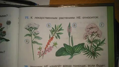 Размер растения с 3