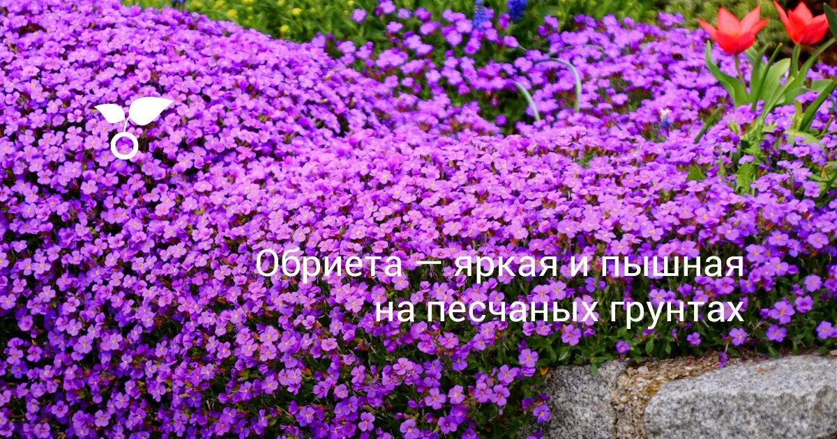 Абриетта. Сем. Цветы обриета уход. Обриета дельтовидная. Гавриш ц.