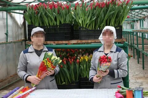 Цветы стерлитамак тюльпаны