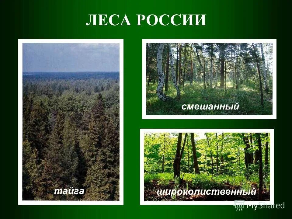 Тайга смешанные и широколиственные леса. Тайга смешанные леса широколиственный лес. тайга смешанный лес широколиственный лес. тайга смешанный лес широколиственный лес 4 класс. тайга смешанный лес широколиственный лес 4 класс окружающий мир.
