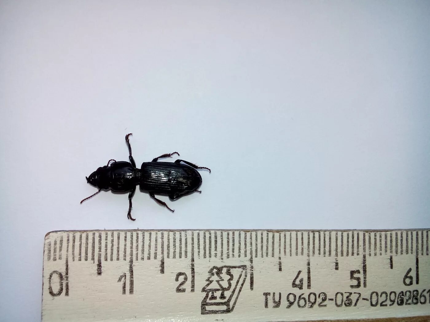 Жучки в корме. Определение жучка. Собака жучка рассказ. Как отличить жучка девочку от мальчика. Жучок жучок.