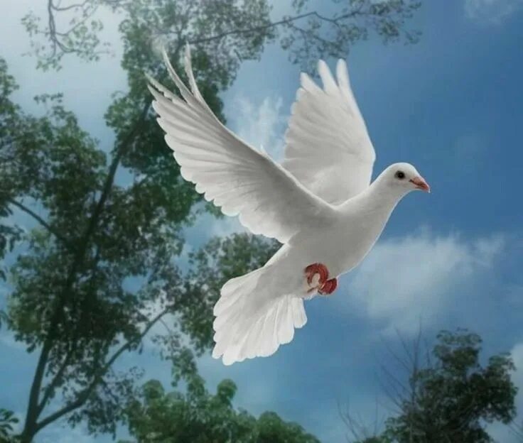Белые птицы кружат над крышами слушать. Парящий голубь. Парящий голубь белый. Голубь взлетает. Белая птица.