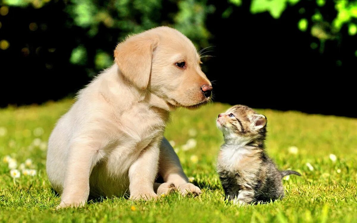 The dog and the kitten