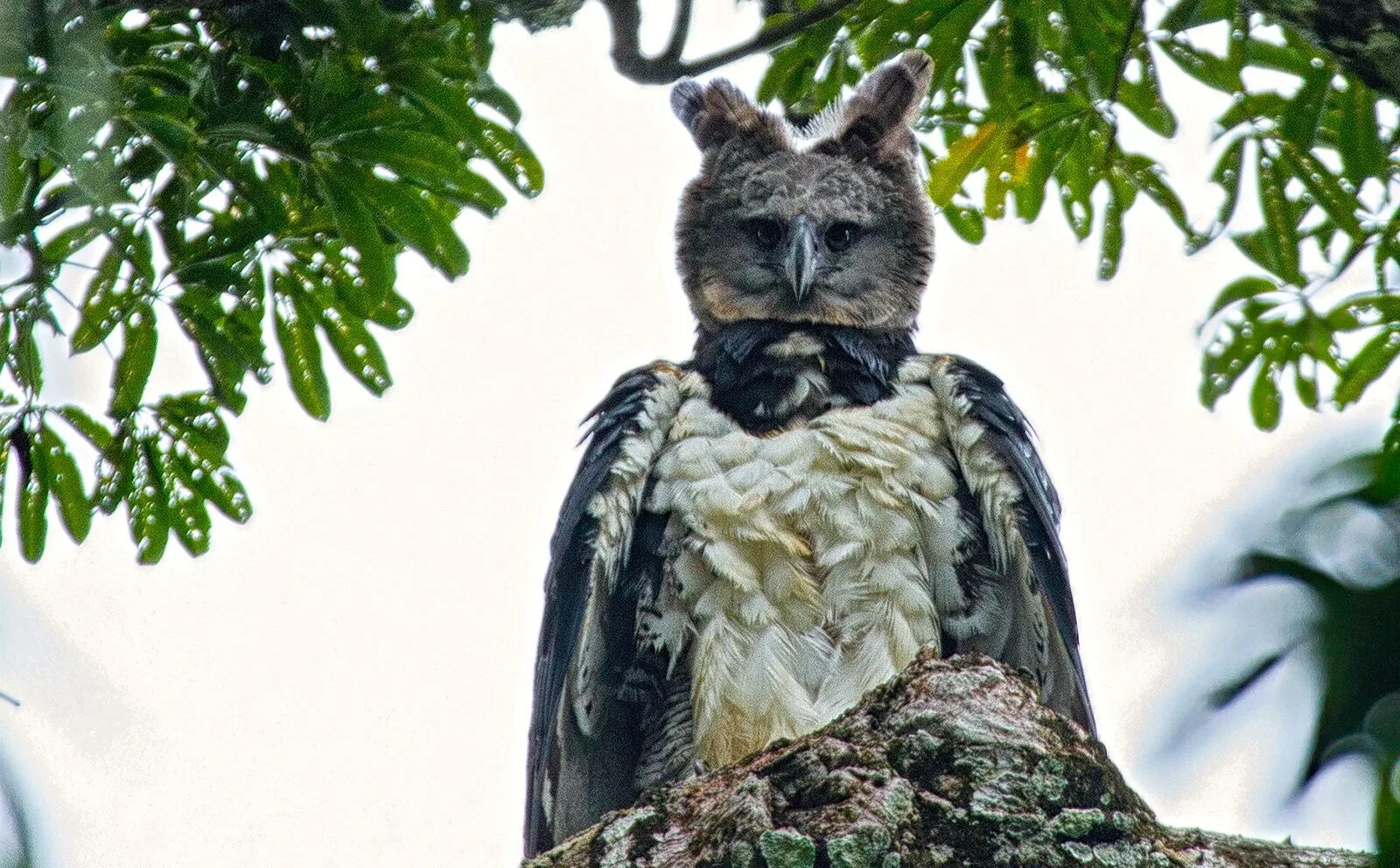 Орел гарпия. Детеныш гарпии. Harpy eagle. Южноамериканская гарпия южная америка. Южно амереканская гарпия.