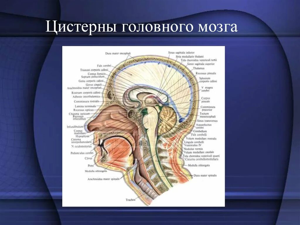 Цистерны мозга расширены. Паутинная оболочка. Подпаутинные цистерны. Цистерны паутинной оболочки головного мозга. Базальные цистерны головного мозга кт анатомия. Цистерна Меккеля головной мозг.