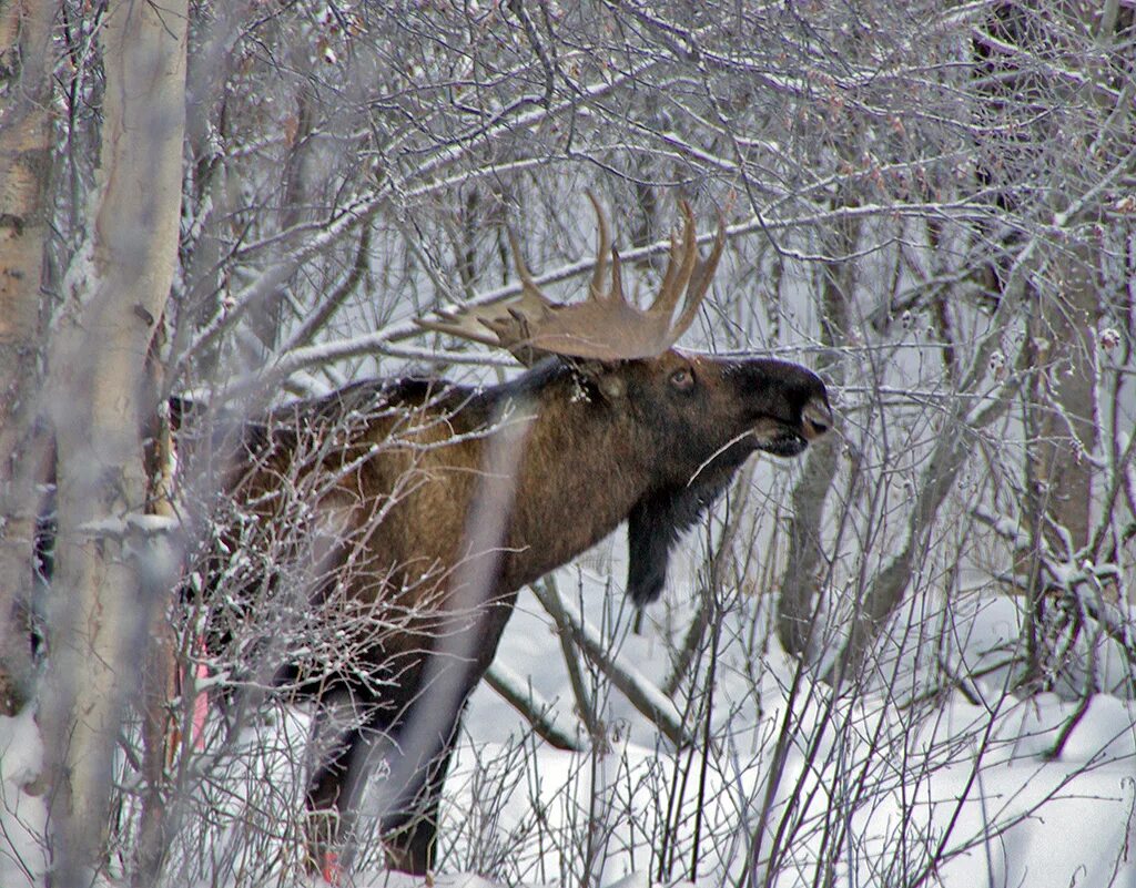 Лось и лосенок в лесу ленинградской области. Лось. Морда лося. Лось зима. Лось таганай.