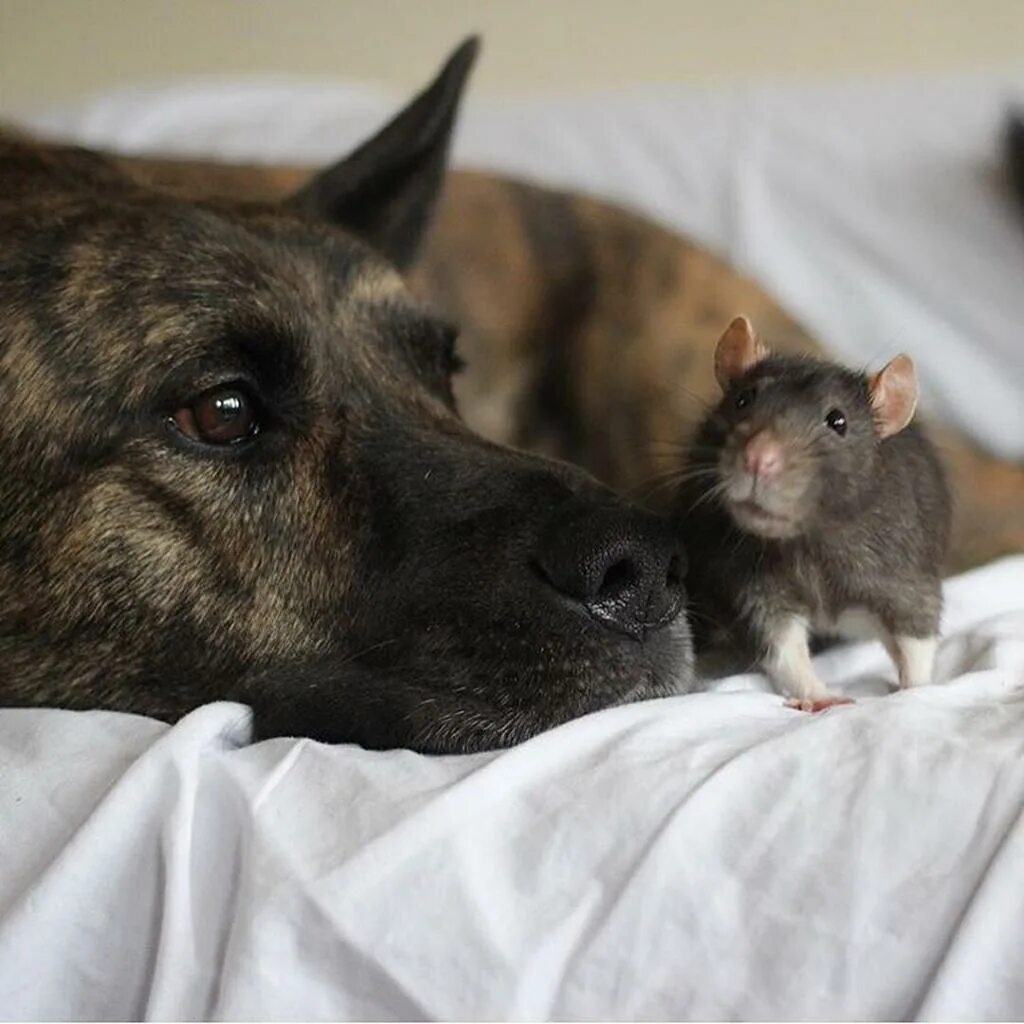 Мужчина крыса и собака. Собака крыса. Собака мышь. Крыса пес. Дружба мышка собака.