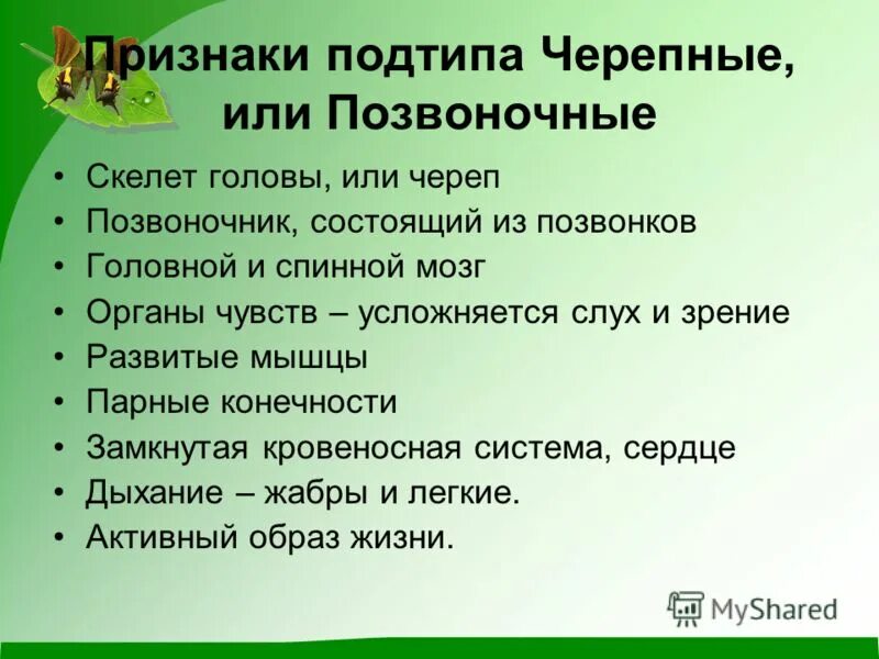 Подтип черепные таблица. Тип хордовые подтип позвоночные класс. Подтип черепные. Общие признаки хордовых животных. Подтип черепные или позвоночные таблица.