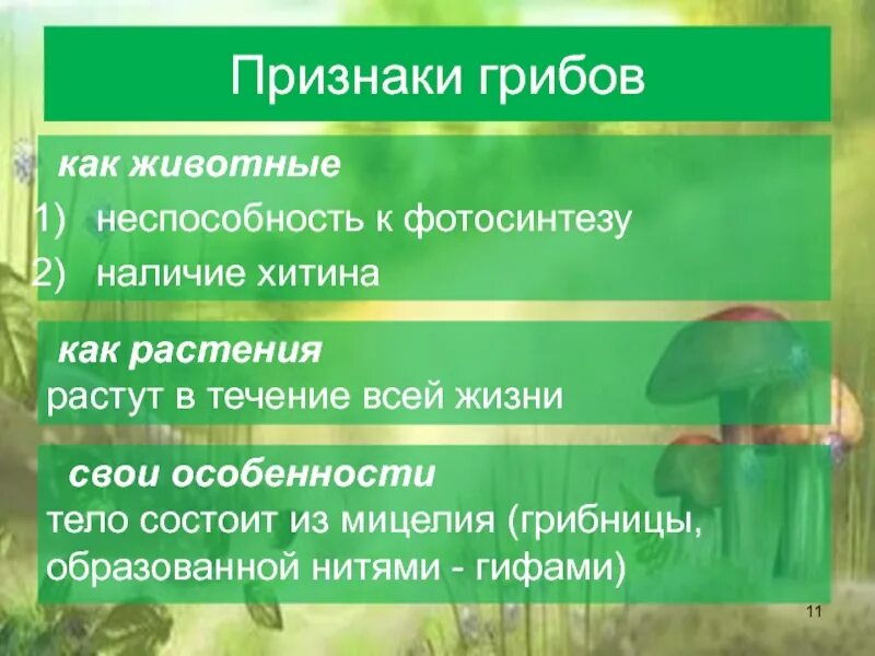 Выберите признак характерный для грибов. Царство грибов признаки царства. Общие признаки грибов. Общие признаки царства грибов. Грибы общая характеристика 6 класс.