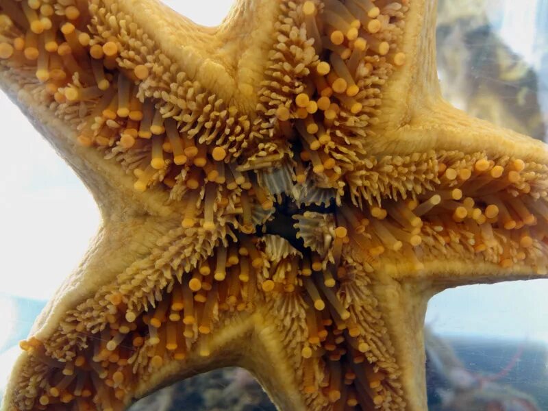 Глаза морской звезды. Кожные жабры иглокожих. Желудок морской звезды. Морская звезда присоски. Морская звезда зубы.