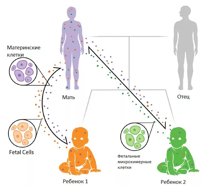 Эмбриональный микрохимеризм. Фетальный микрохимеризм. Материнский микрохимеризм. Микрохимеризм у женщин. Формирует связь с организмом матери