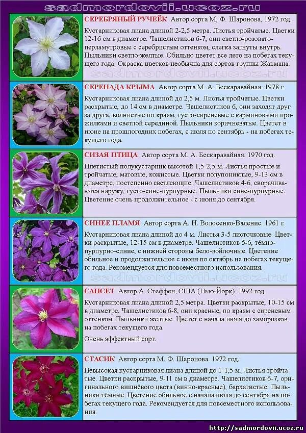 Клематисы (в ассортименте) Крымский Вертоград