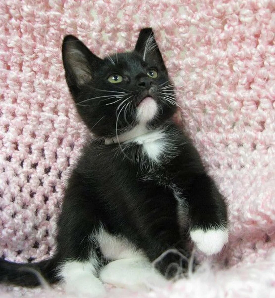 Котята с белыми лапками. Европейская короткошерстная кошка черно-белая. Европейская короткошерстная кошка чёрно белая. Такседо кошка. Европейская короткошерстная кошка черная.