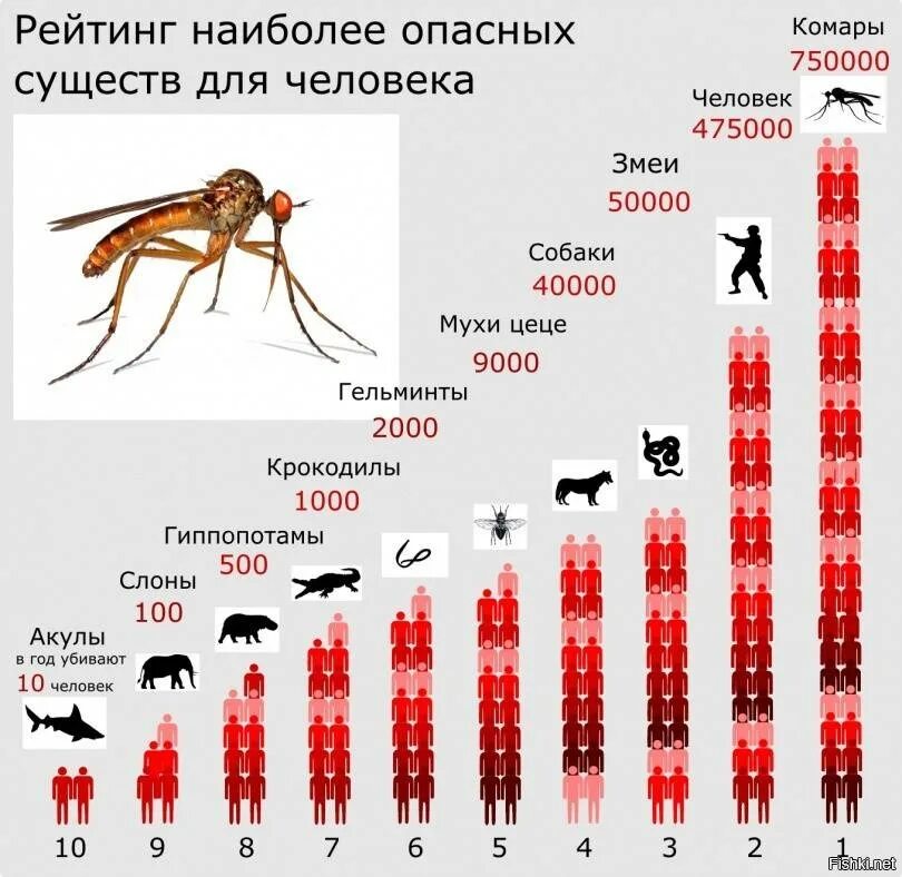 Какой комар опасный
