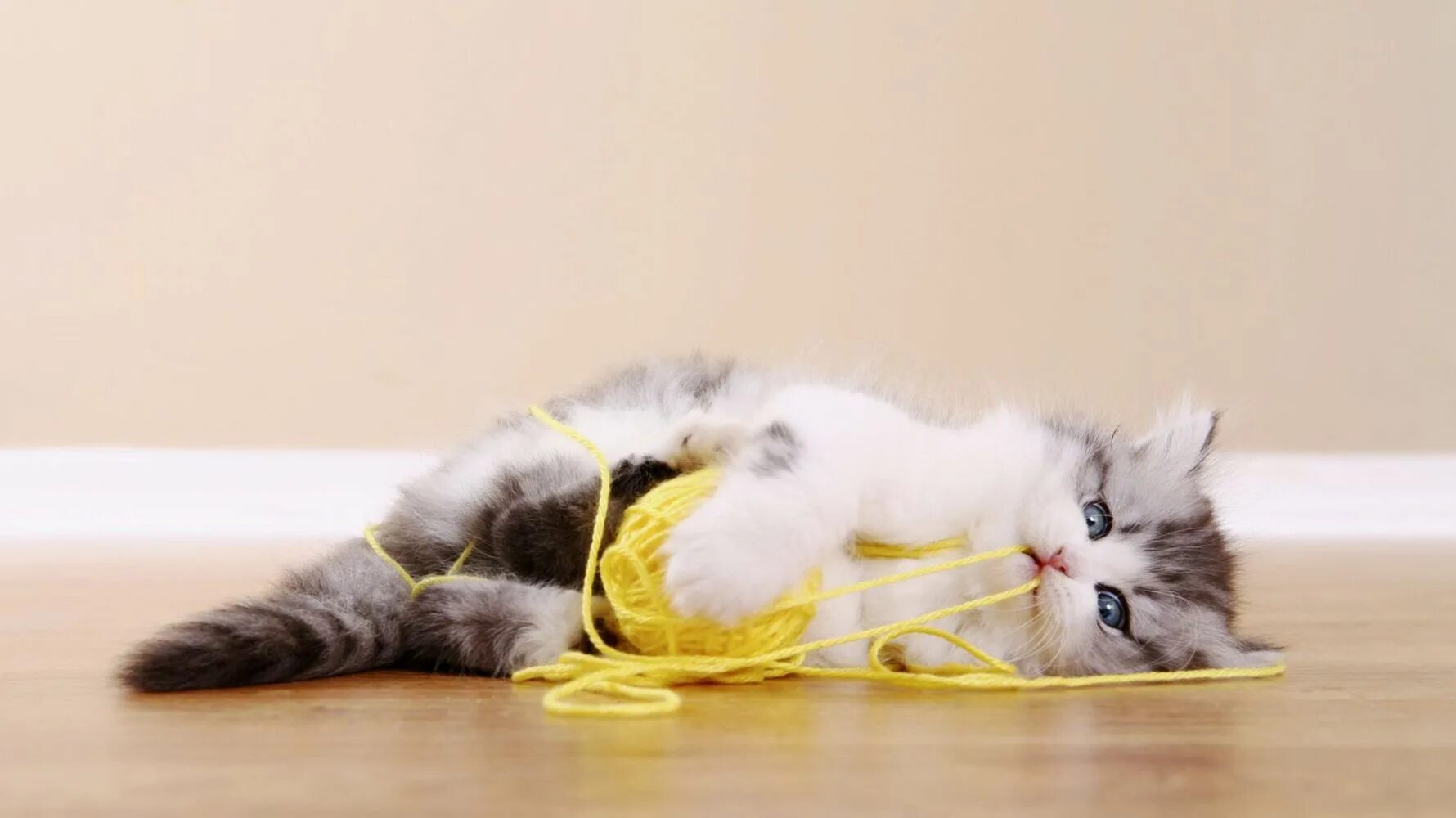 К чему снится съесть кошку