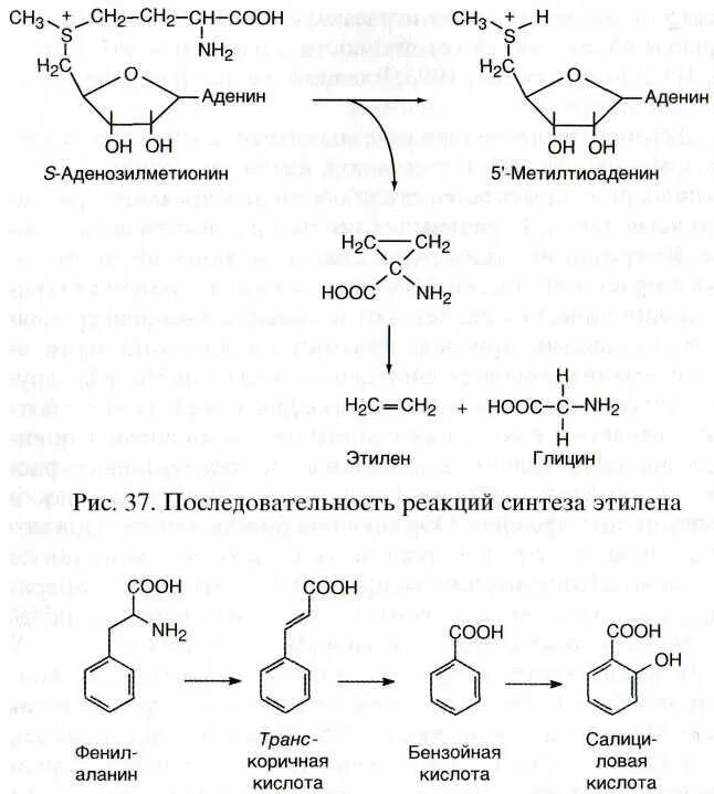 Последовательность реакций биосинтеза. Технологическая схема синтеза салициловой кислоты. Биосинтез абсцизовой кислоты. Салициловая кислота + nh2. Салициловая кислота синтезируется из.