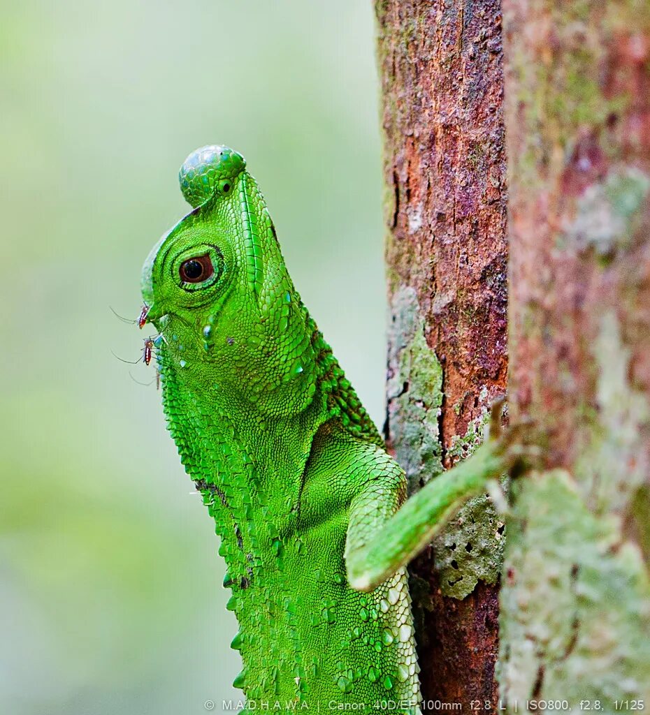 Нос ящерицы. Lyriocephalus scutatus. Шишконосая агама. Цейлонская агама. Ящерица (Lyriocephalus scutatus), Шри- Ланка 2020.