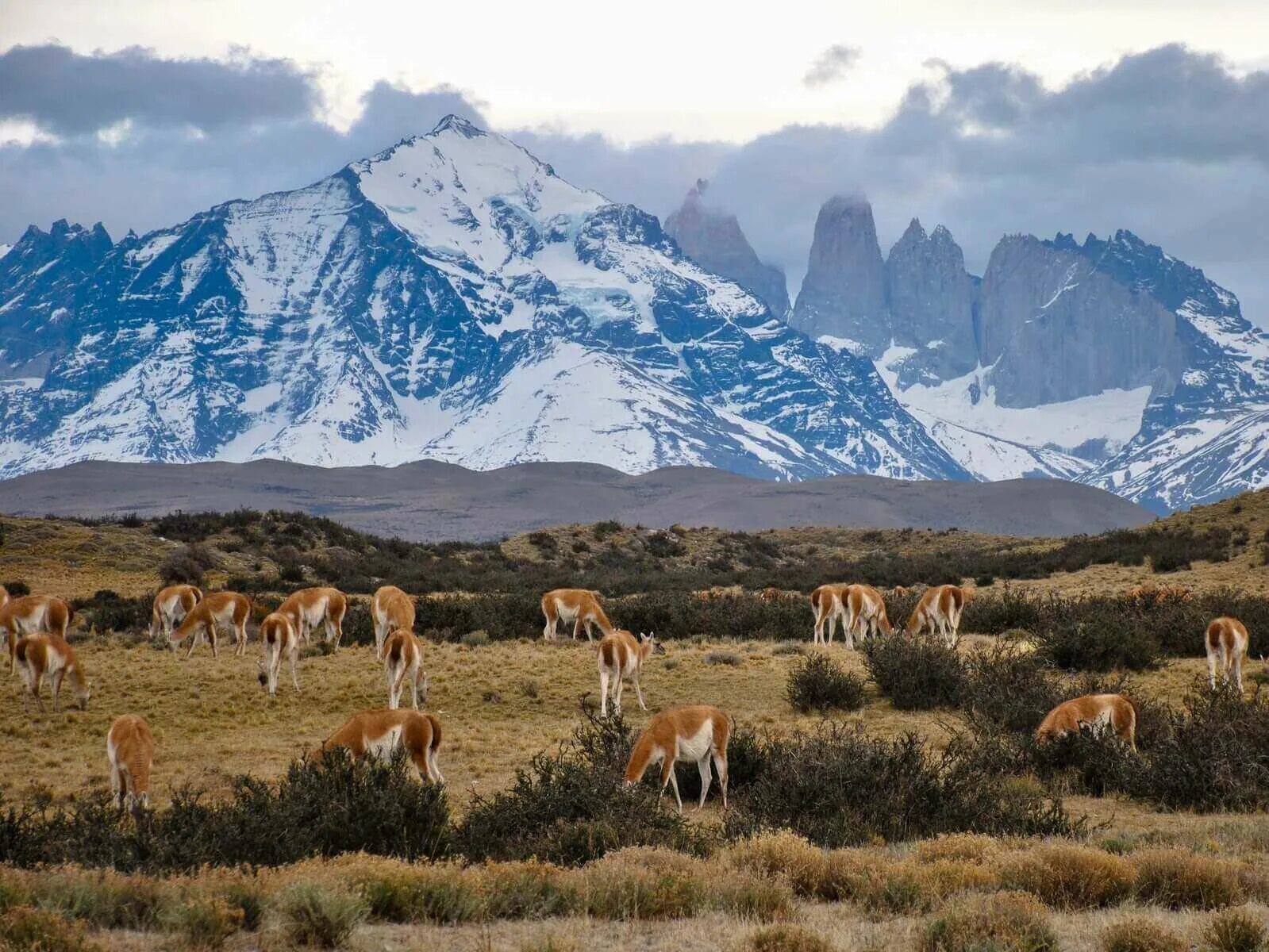 Национальный парк Торрес-дель-Пайне Чили. Экокемп Патагония. Национальный парк Торрес дель Пайне Чили Пума. Чили природа.