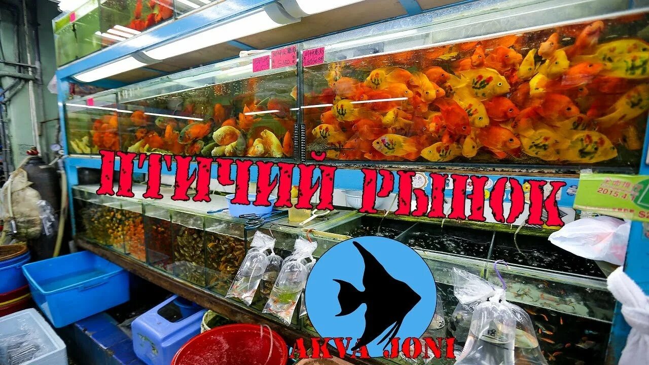 Птичьем рынке какое число