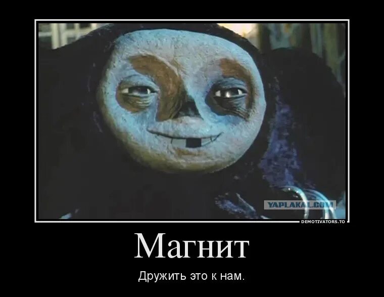 Кот нашел друга