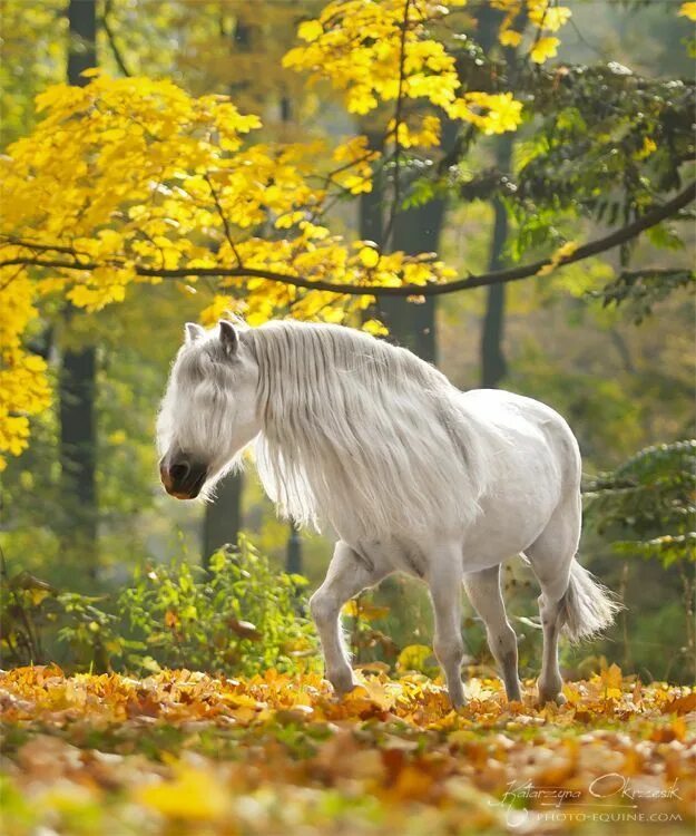 Horses in Autumn Winter horse, Beautiful horses, Appaloosa horses